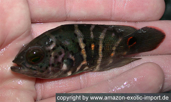 Astronotus%20orbiculatus%20Rio%20Tocantins.jpg