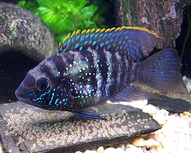 Blue-Acara-Cichlid.jpg