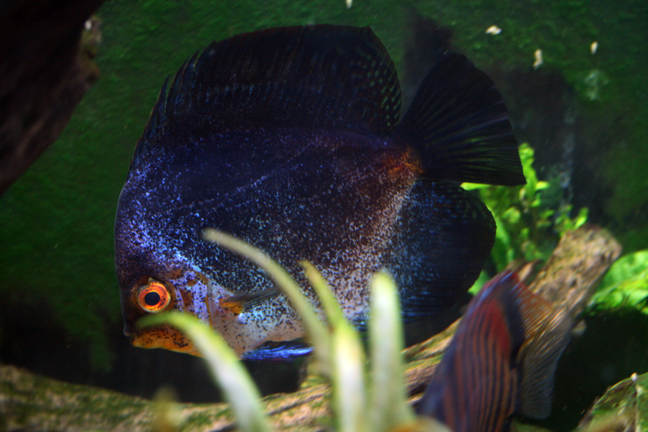discus_16.jpg