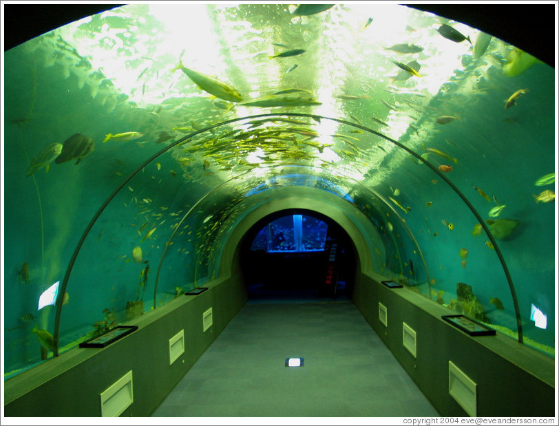 kuji-aquarium-tunnel-large.jpg