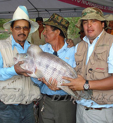 2396_INTUR_Guapote_Parachromis%20dovii.jpg