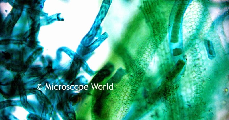 blog.microscopeworld.com