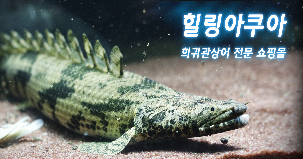 healingaqua.co.kr