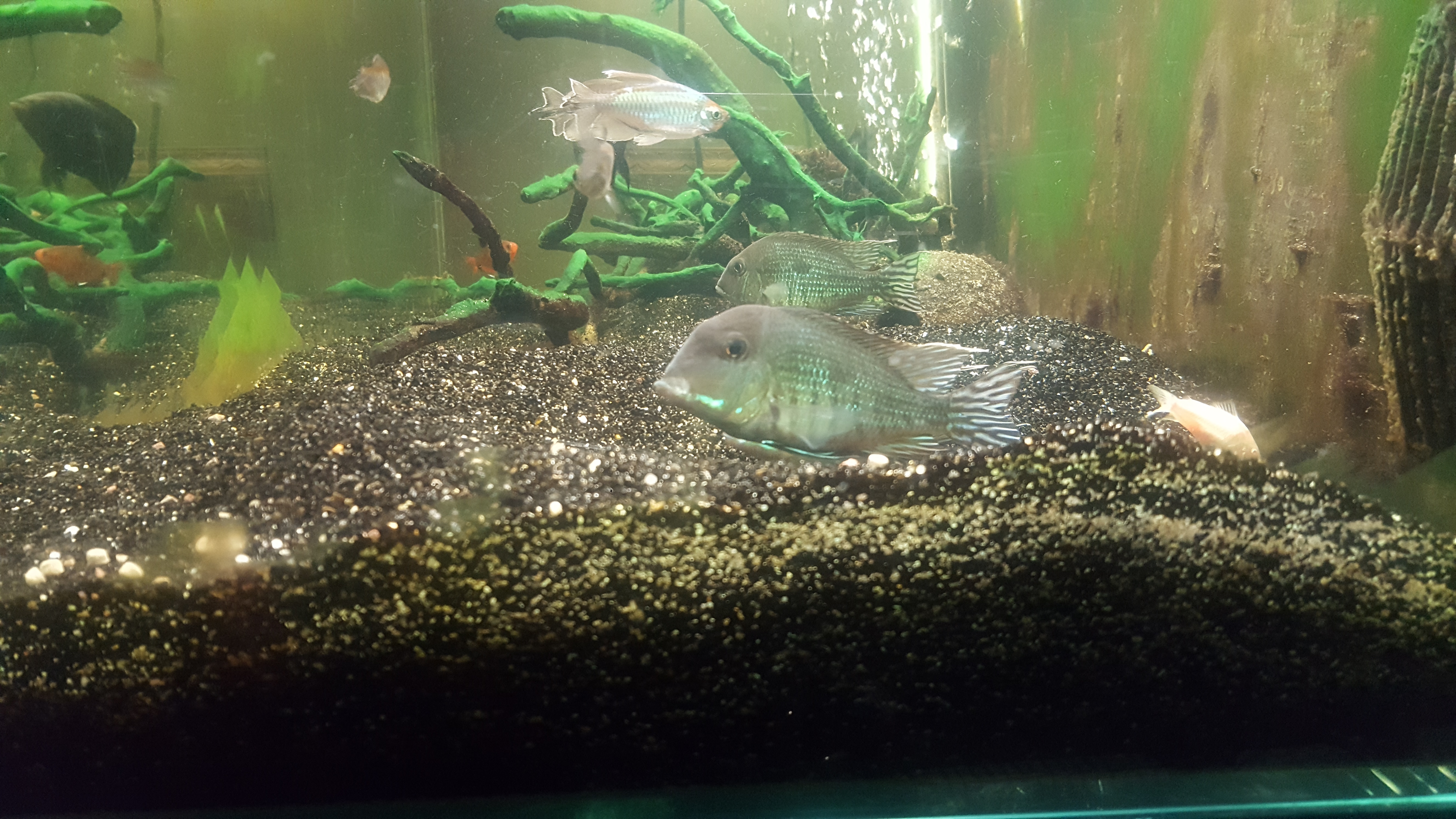 Sz2CRT6.jpg
