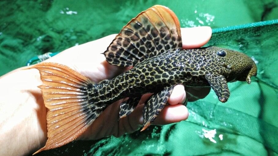 Image result for l600 pleco Image result for l600 pleco
