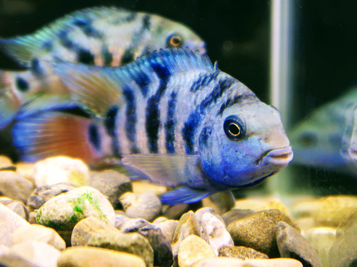 www.bioaquatix.com