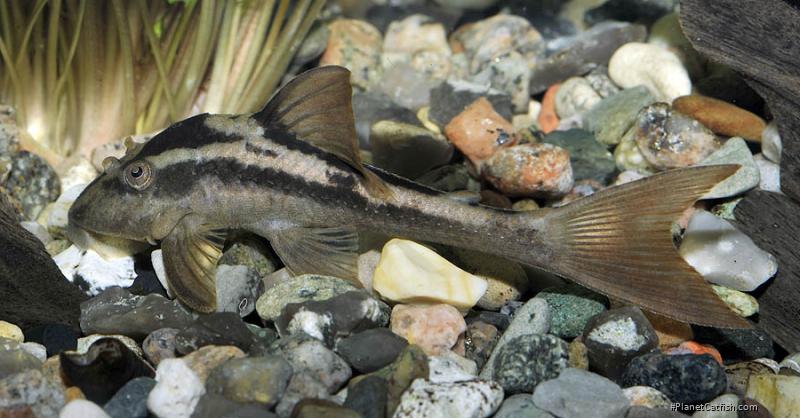 Image result for L132 pleco Image result for L132 pleco