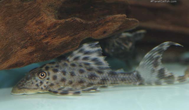 Image result for L132 pleco Image result for L132 pleco